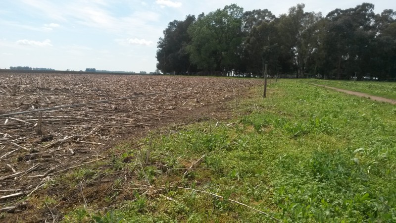 120 has Gral. Alvear - Campo Mixto totalmente armado