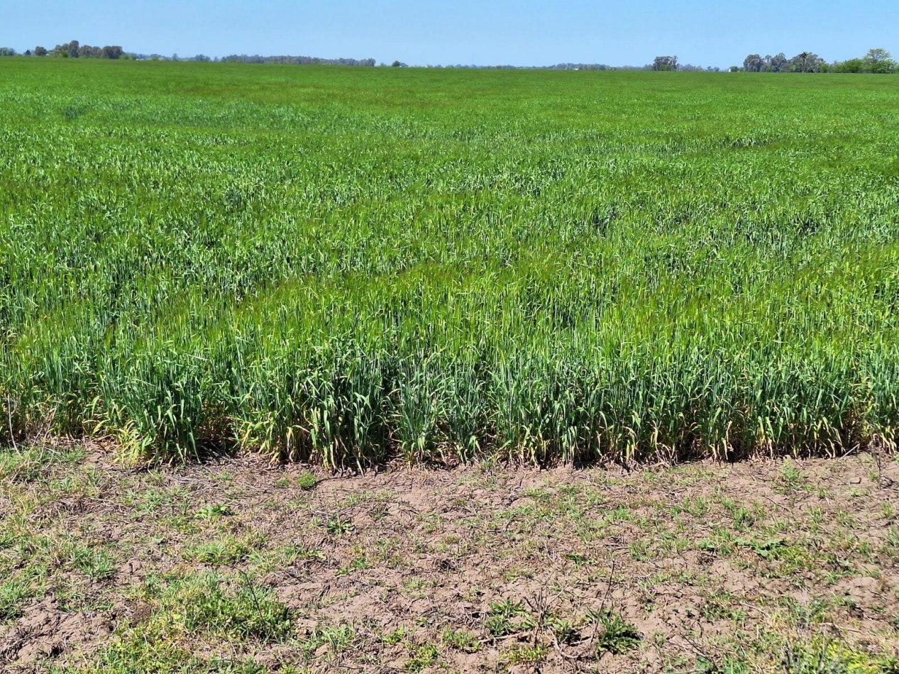 178 has agricolas - Las Heras / Cañuelas