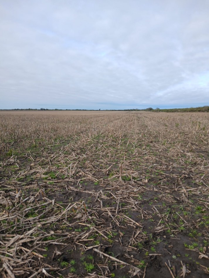 800 has Campo Mixto en La Paz - Entre Rios