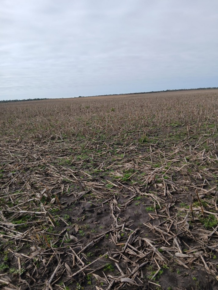 800 has Campo Mixto en La Paz - Entre Rios